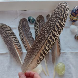 Riikinkukon sulka (raidallinen 35 cm)