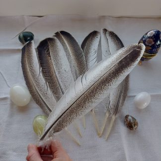 Kalkkunan sulka (vaalea 33 cm)