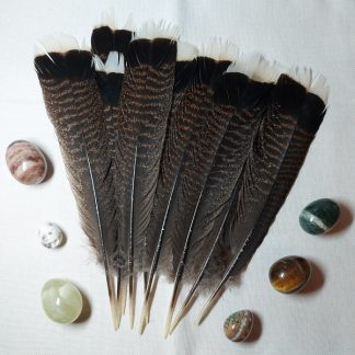 Kalkkunan pyrstösulka (tumma 30 cm)