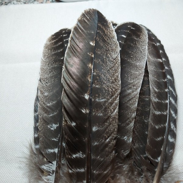 Kalkkunan sulka (tumma 30-33 cm) - Image 3