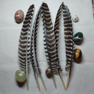 Kalkkunan raidallinen siipisulka (40 cm)